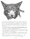 Red Wolf thumbnail