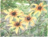 Brown Eyed Susans